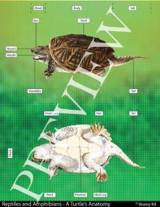 Reptiles and Amphibians 