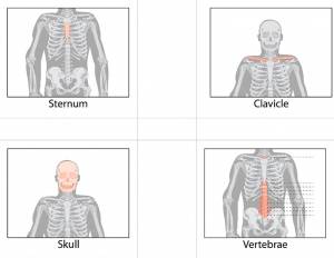 Sternum, clavicle, skull and vertebrae - skeletal system kids Montessori 3 part cards