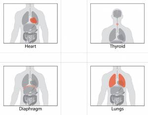 heart, thyroid, diaphragm and lungs 3 part montessori cards