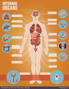 Anatomy for kids - human body organs diagram