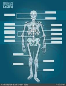 Human bones system Montessori control chart