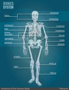 Human Bone System Anatomy Diagram for Kids