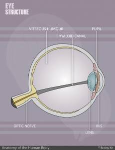 Human eye structure chart part of the anatomy for kids freebie printable