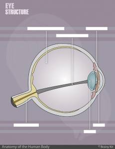 Human eye structure anatomy for kids Montessori style control chart