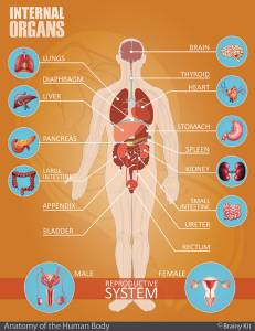 Internal organs anatomy for kids chart