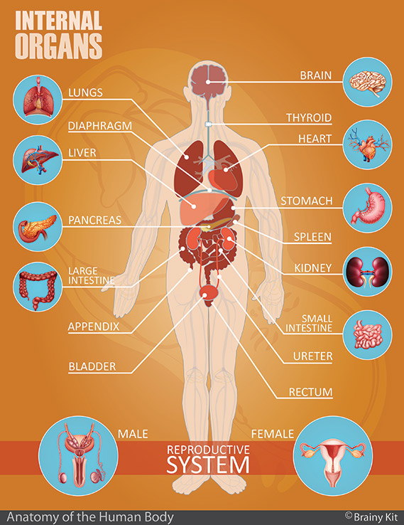 Human Body Organs Diagram For Kids